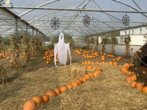 Where to go for a perfect pumpkin picking playday