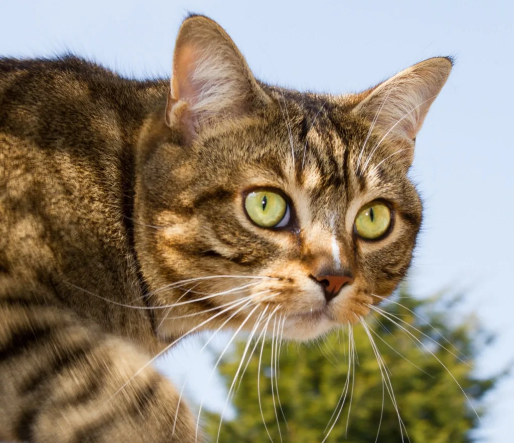 Cat uses one of his lives to return to health – helped by Cambridgeshire vet