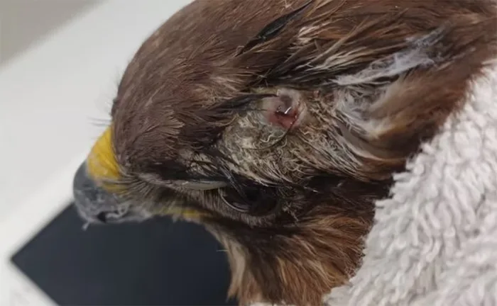 RSPCA: “The bird had clearly been shot a while ago as she was so emaciated, and the wound was infected. While we do not know where the shooting would have happened, this is certainly an offence under the Wildlife and Countryside Act 1981”