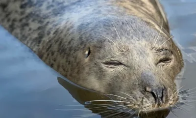 Delighted Boat Haven owners: “At last, I believe we have had a visit from Neil the seal!” PHOTO: The Boat Haven (copyright)