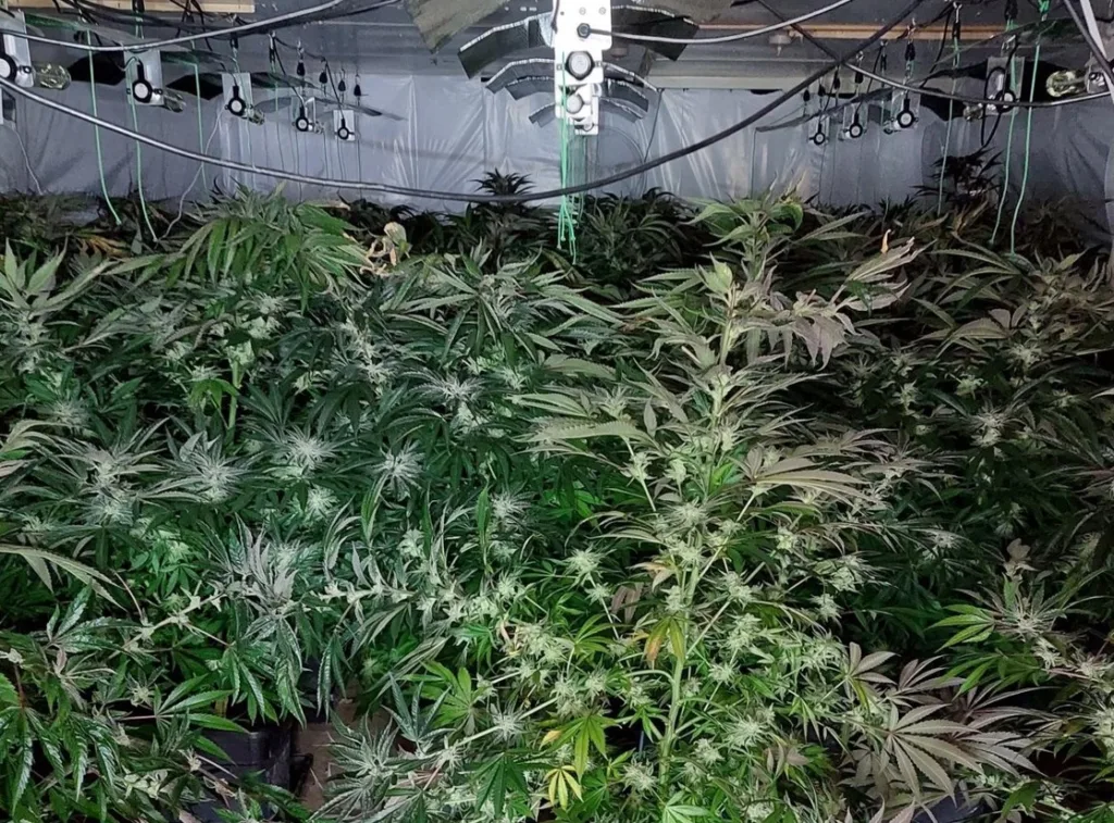 “Two men have been arrested and bailed after police found a cannabis factory on the Norfolk/Cambridgeshire border yesterday afternoon (3 May 2023),” said a spokesperson for Norfolk Police.