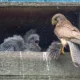 5 kestrel chicks being raised by single parent in box on side of industrial unit., Wisbech