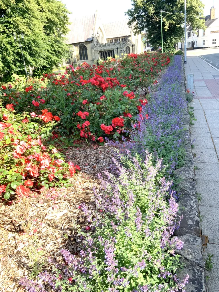 The joy of summer in Wisbech: Caught on camera this week by Wisbech Tweet and showing the array of colourful displays that can be viewed and enjoyed. 