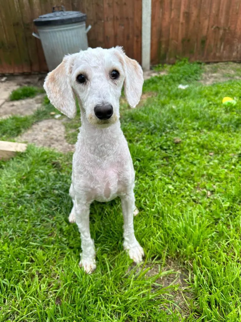 After - matted fur had to be removed from the spaniel poodle cross puppies dumped in Manea.