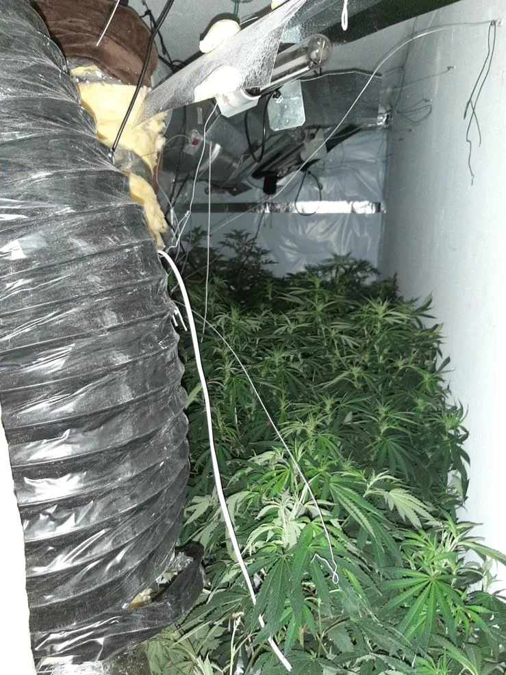 261 cannabis plants and half a kilo of cannabis worth up to about £220,000 were found throughout the house, along with Zefi hiding in the loft.