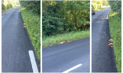 The B1043 where workmen were ‘outfoxed’ as they attempted to paint white lines. PHOTO: CambsNews reader