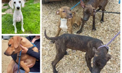 Fenland District Council has released photos of some of the dogs abandoned in recent months. They believe breeders, unable to sell puppies, are to blame.