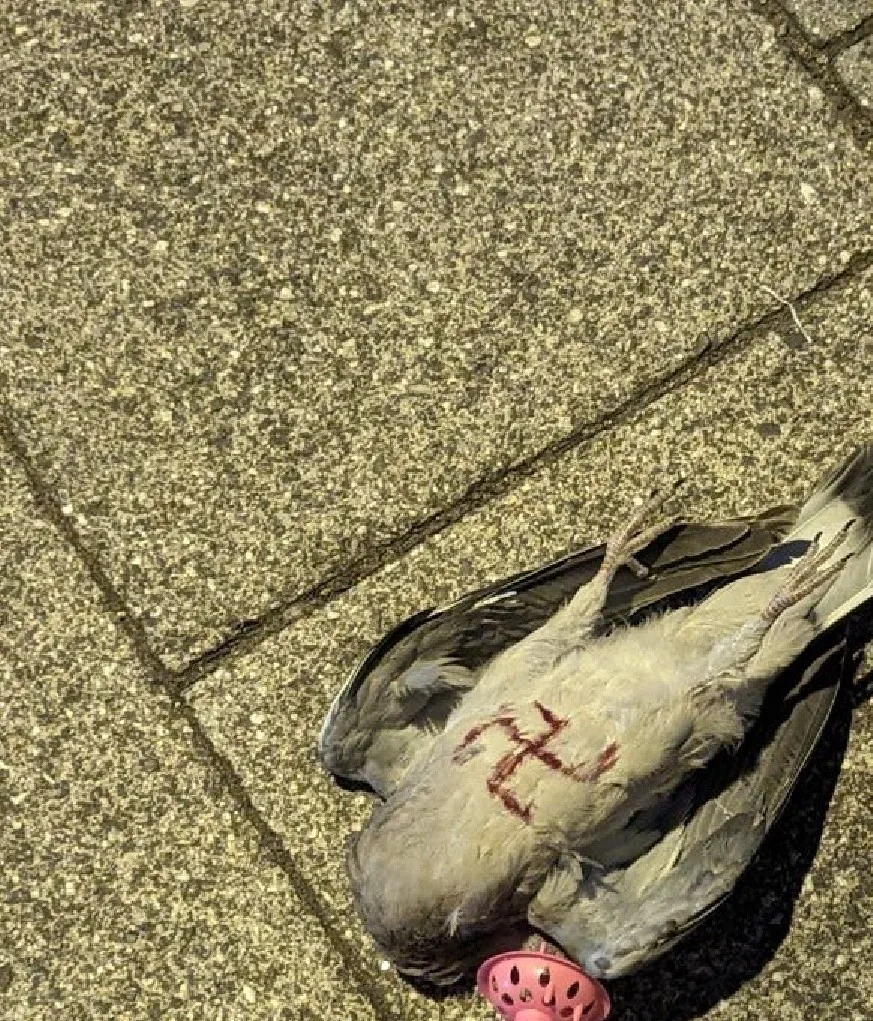 The dead pigeon in High Street, St Neots, with Nazi Swastika, is one of two found in the town in on Tuesday. 