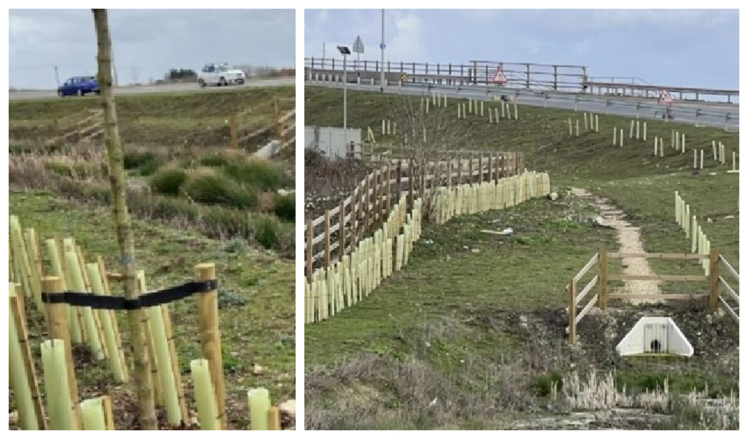 Site Photographs illustrating the existing landscape buffer with the enhanced drainage associated with Ralph Butcher Causeway