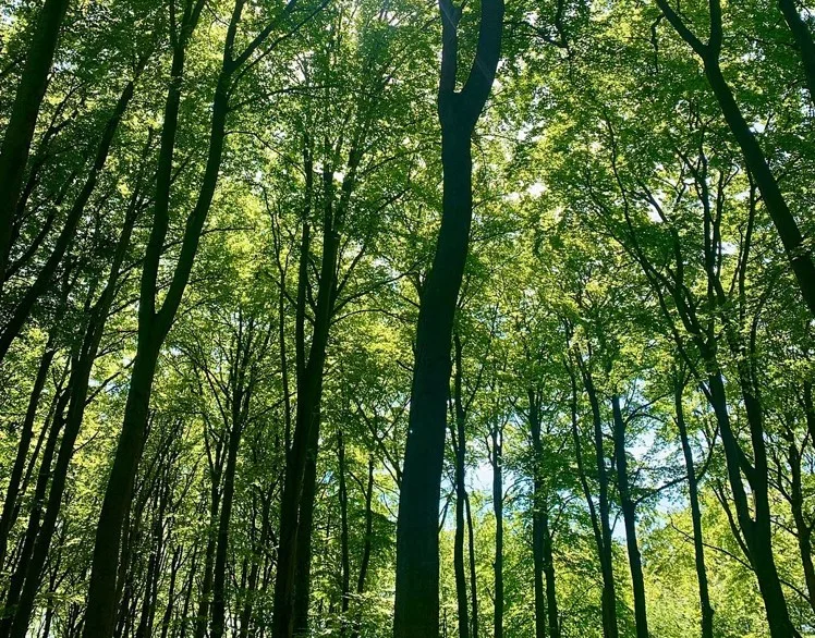 the victim was walking in Beechwood Nature Reserve, Great Shelford, at about 10am on Friday (22 September).