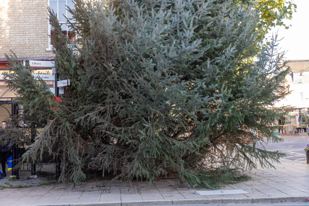 Christmas Tree,Town Centre, March Saturday 11 November 2023. Picture by Terry Harris.