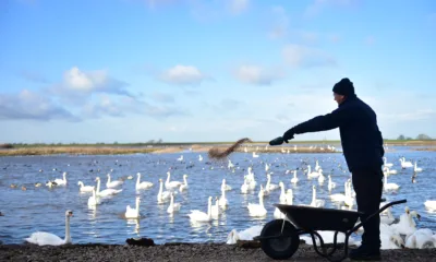 Welney swan feed PHOTO: Steve Jones