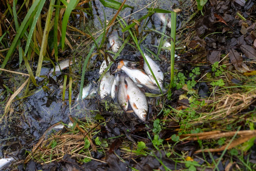 Environmental catastrophe: Pollution has killed thousands of fish in Peterborough streams PHOTO: Terry Harris