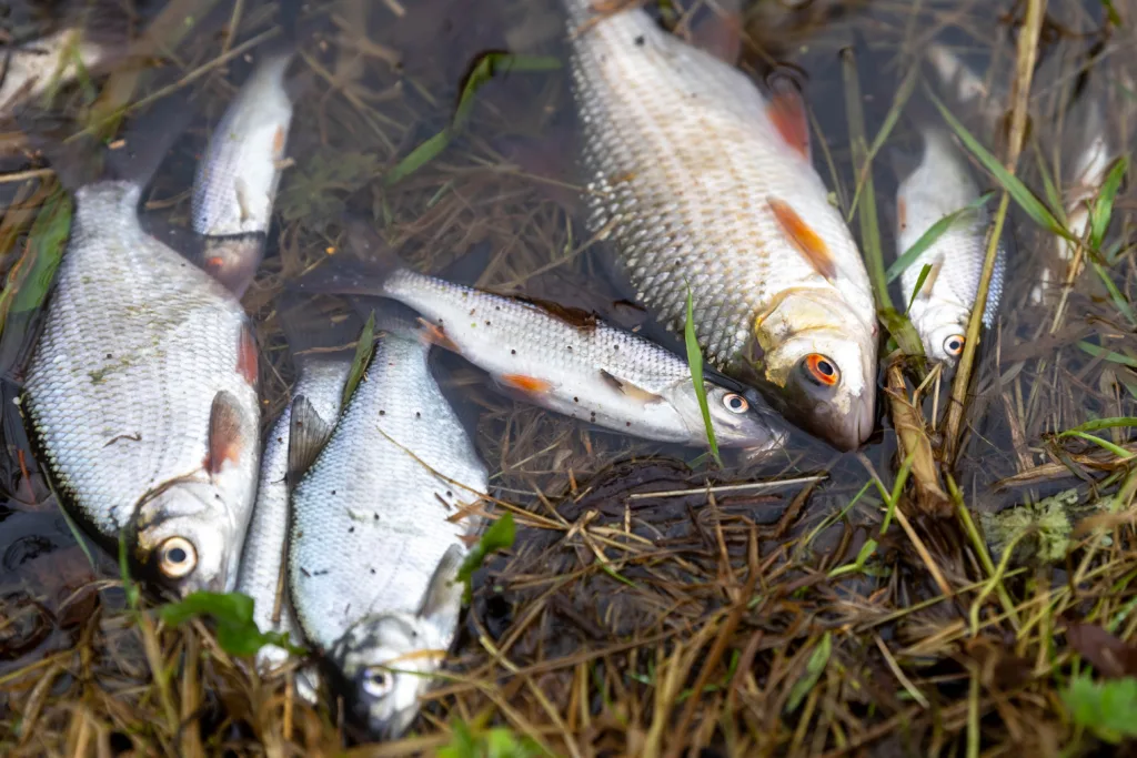 Pollution that killed 100,000 fish in Peterborough streams ‘has passed through’