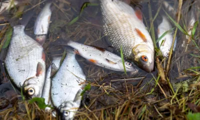 Environmental catastrophe: Pollution has killed thousands of fish in Peterborough streams PHOTO: Terry Harris