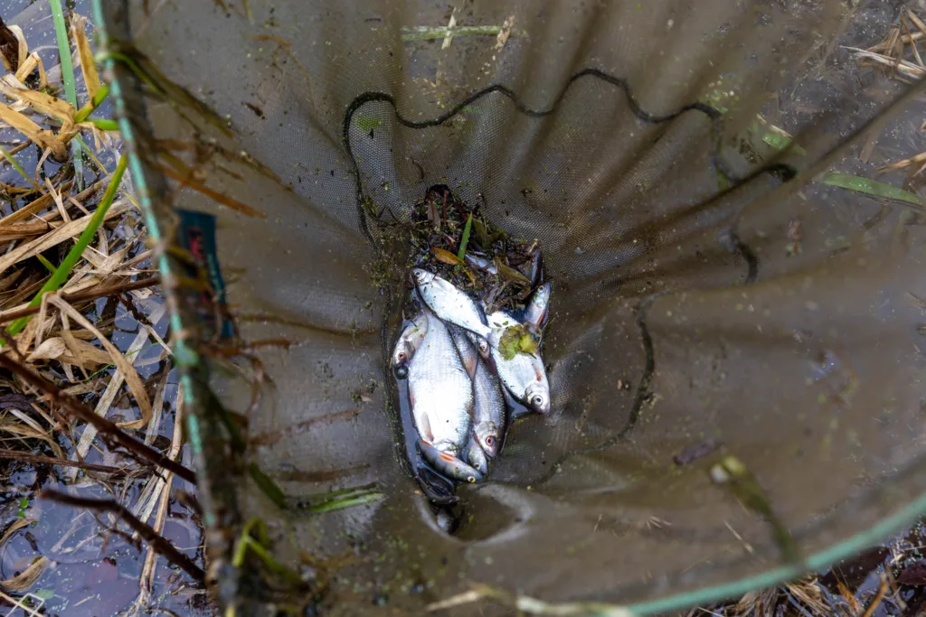 Environmental catastrophe: Pollution has killed thousands of fish in Peterborough streams PHOTO: Terry Harris