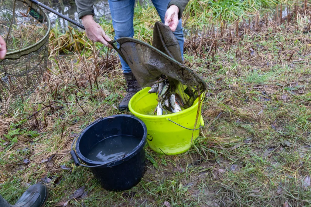 Environmental catastrophe: Pollution has killed thousands of fish in Peterborough streams PHOTO: Terry Harris