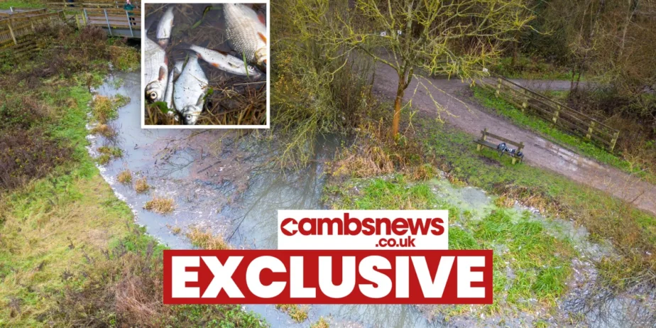 Environmental catastrophe: Pollution has killed thousands of fish in Peterborough streams PHOTO: Terry Harris