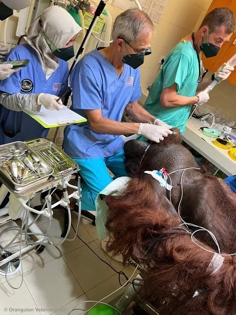 Cambridge vet uses dentistry skills at orangutan rescue and rehabilitation centre.