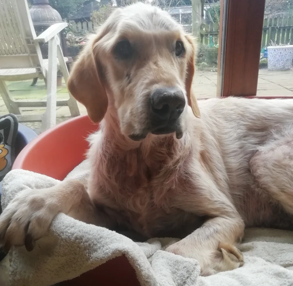 CAPTIONS: George astounds his owner and vets with his bravery beating cancer and battling other ailments.