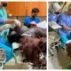 Cambridge vet uses dentistry skills at orangutan rescue and rehabilitation centre.