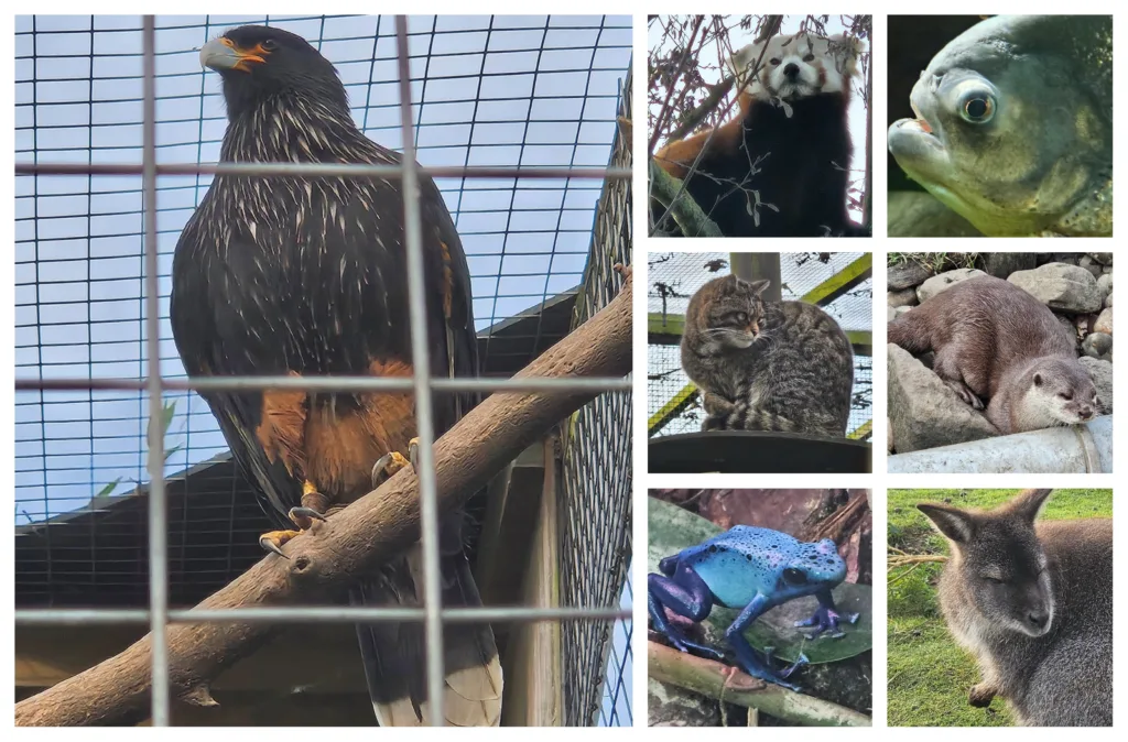 Shepreth Wildlife Park is one of the region’s top tourist attractions. It has a huge of variety of animals and is a great place to visit. PHOTO: Nicky Still 