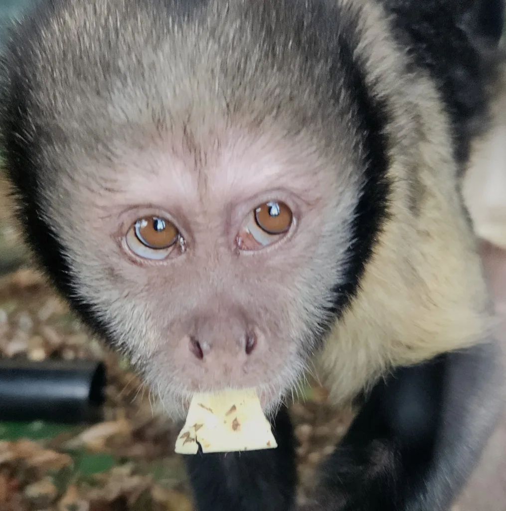 Shepreth Wildlife Park is one of the region’s top tourist attractions. It has a huge of variety of animals and is a great place to visit. PHOTO: Nicky Still 