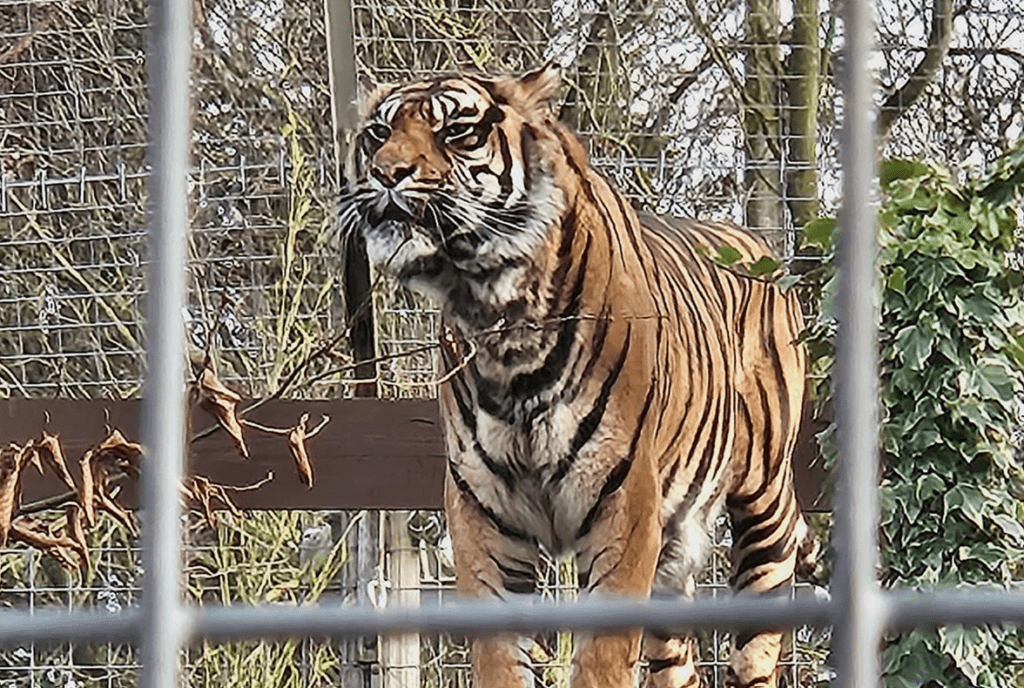 Shepreth Wildlife Park is one of the region’s top tourist attractions. It has a huge of variety of animals and is a great place to visit. PHOTO: Nicky Still 