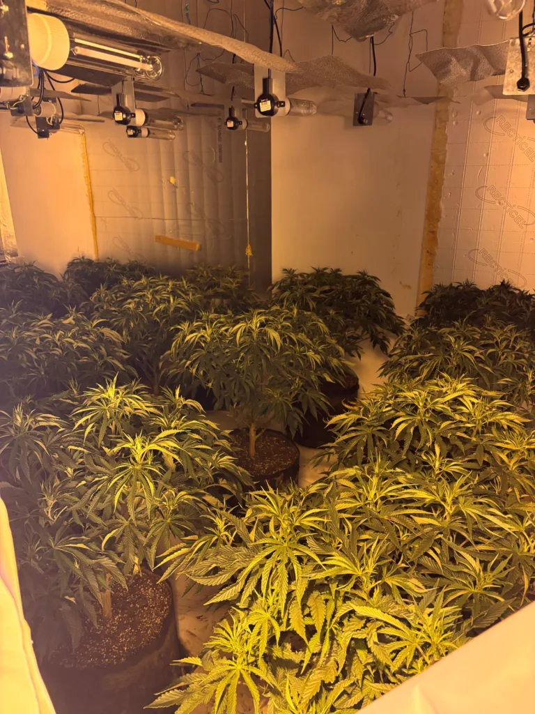 More arrests can be expected as police probe cannabis factories operating in Wisbech, across Peterborough and in the village of Doddington near March. 