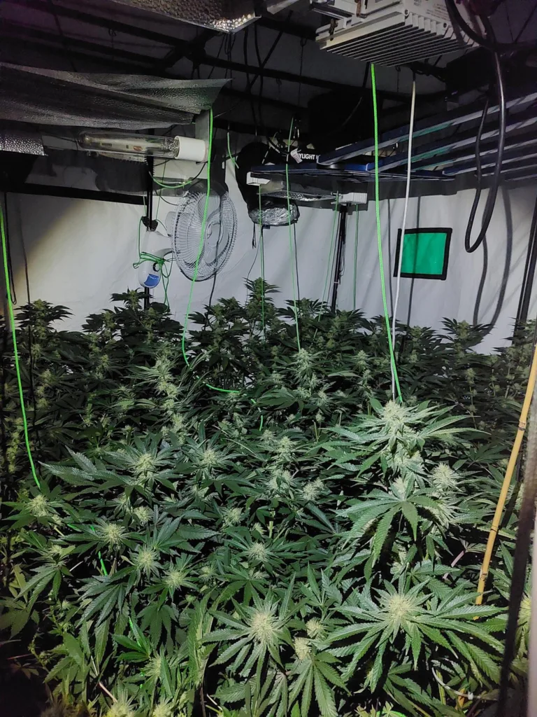 More arrests can be expected as police probe cannabis factories operating in Wisbech, across Peterborough and in the village of Doddington near March. 