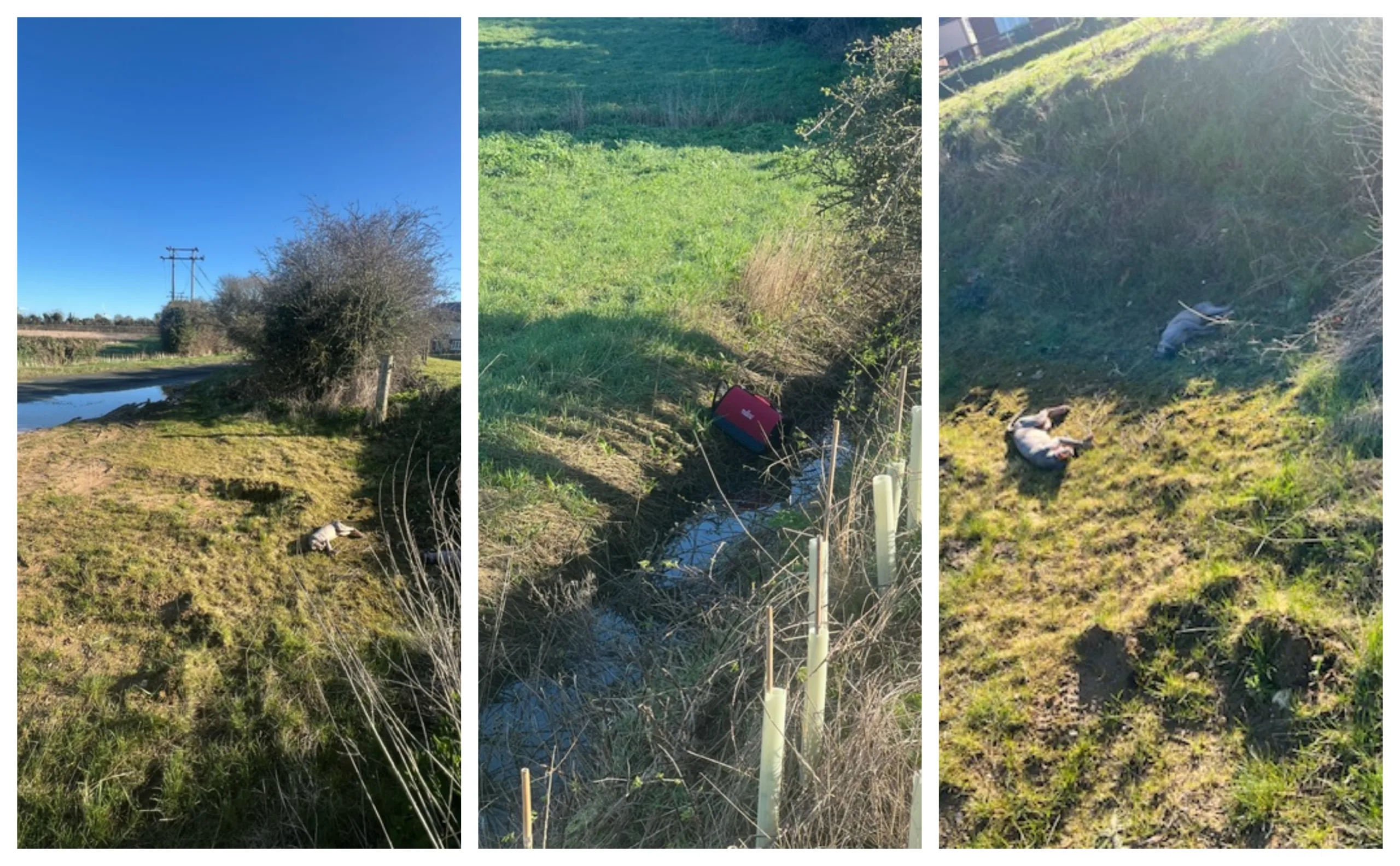 The circumstances in which were the cats were found at Balsham near Cambridge is being treated as suspicious Photos: RSPCA