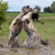 Konik ponies at Wicken Fen. PHOTO: Bav Media