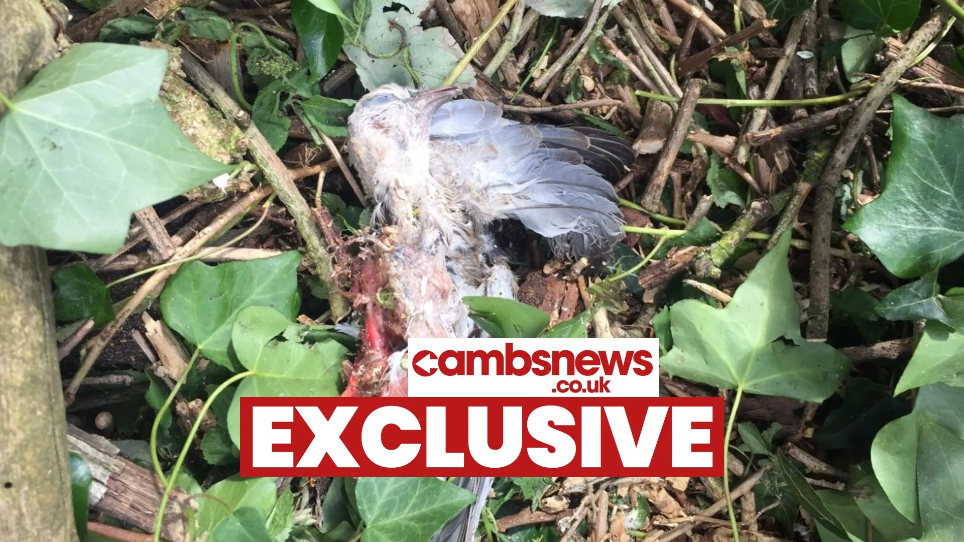 The site off Gunthorpe Road where workmen have begun clearing the site and caused an uproar among local residents. Residents have taken photos of the area being cleared and contacted councillors for an explanation.