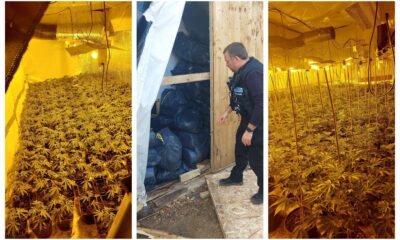 Two potential victims of modern slavery have been safeguarded as a cannabis factory worth more than £1.5million was seized in Graveley.