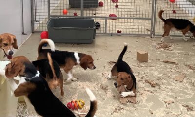 Dogs in a playroom at MBR Acres, Wyton, Cambridgeshire. Understanding Animal Research says because dogs are primarily used to test new medicines for safety and efficacy, they are used mostly by pharmaceutical companies and contract research organisations, which do specialised animal research on behalf of other organisations. PHOTO: Understanding Animal Research