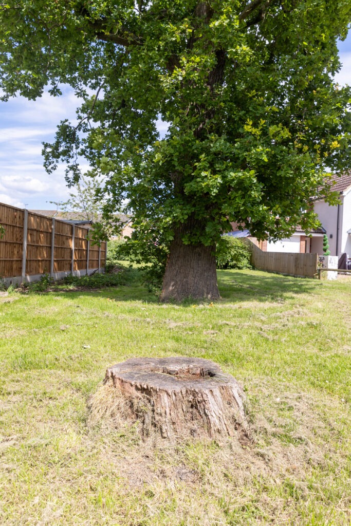 Residents and even the town council want Fenland District Council to refuse its own application to fell a 50- to 60-year-old protected oak tree off Bridle Close, Chatteris. PHOTO: Terry Harris 