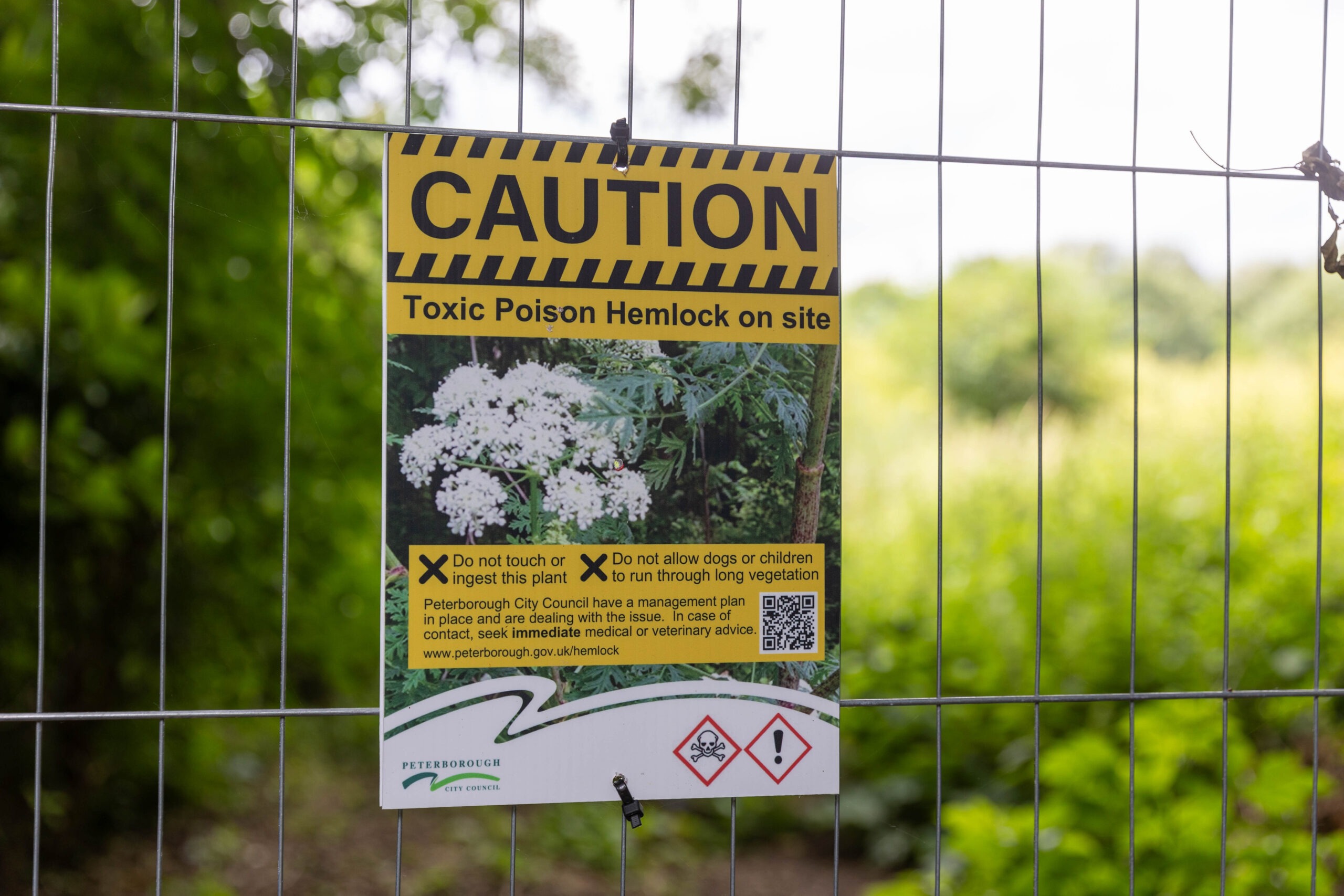 Peterborough City Council told CambsNews: ‘Following the recent identification of poisonous hemlock plants on land at Thorpe Meadows, we have worked to restrict access to this area.’ PHOTO: Terry Harris for CambsNews