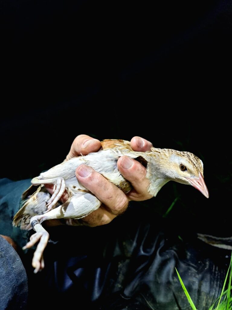 Corncrake caught on the Ouse Washes. PHOTO: Kane Brides