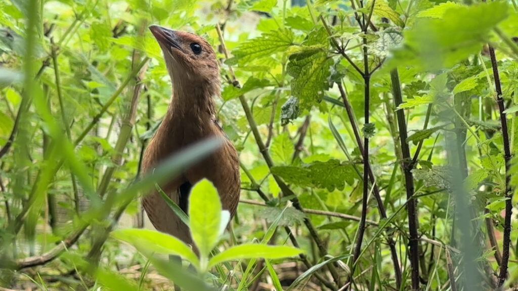 Corncrake chick at Welney. PHOTO: Billy Heaney